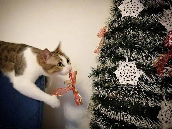 猫的树白鹿多大 469751975419484c995263a0fdf6b597.jpeg
