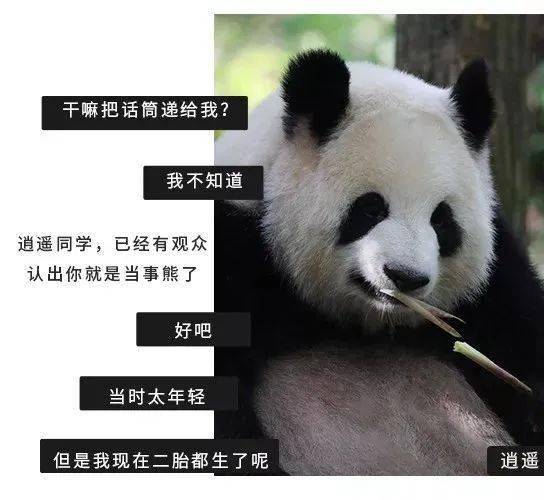 揭秘:大熊猫超爱滚新鲜马粪?原因竟然是.