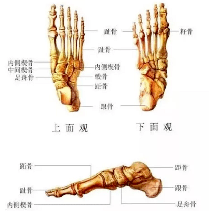 你的瑜伽体做不好,可能是因为脚趾不够灵活!