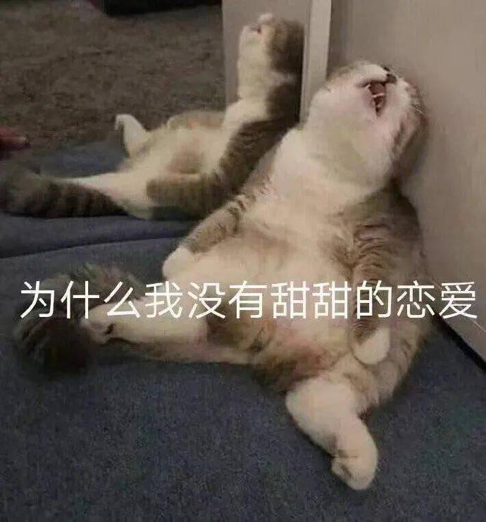 沙雕猫表情包沙雕搞笑猫猫表情包