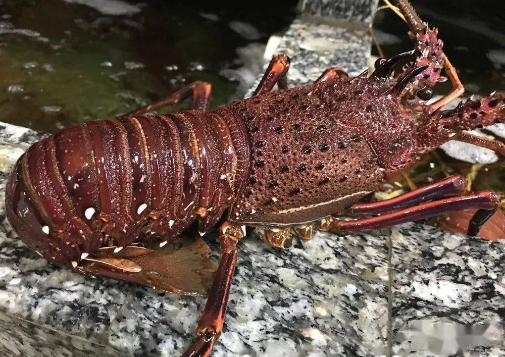 中国水产市场上的顶级生猛海鲜_龙虾