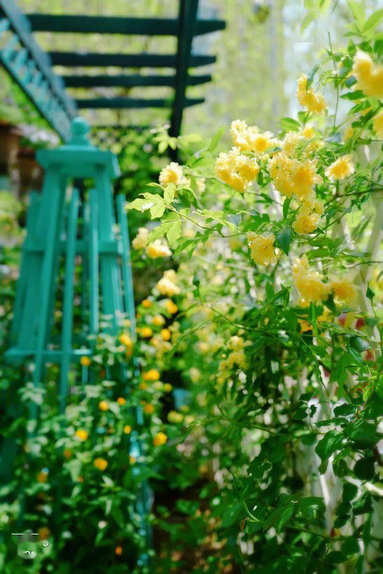 大蓝是什么类型的 e49c2c4d0d7b4d6381502a3a7d4dcfe7.jpeg