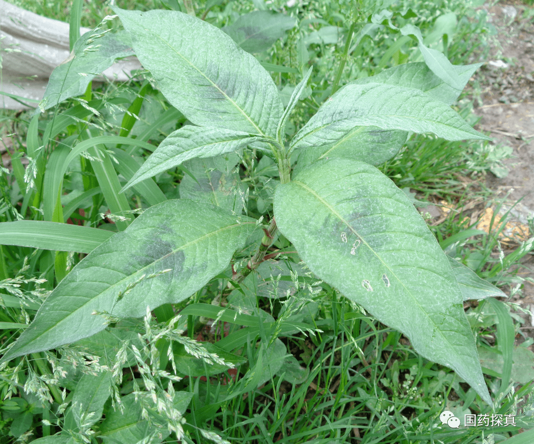 6cm,缘毛长5~8mm.均以叶多,带花,辣味浓者为佳.