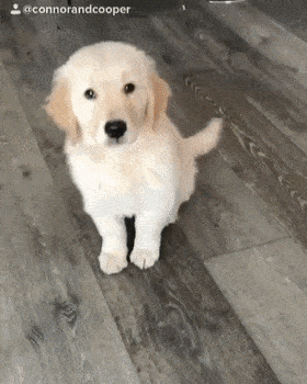 小狗勾能有什么坏心眼呢?