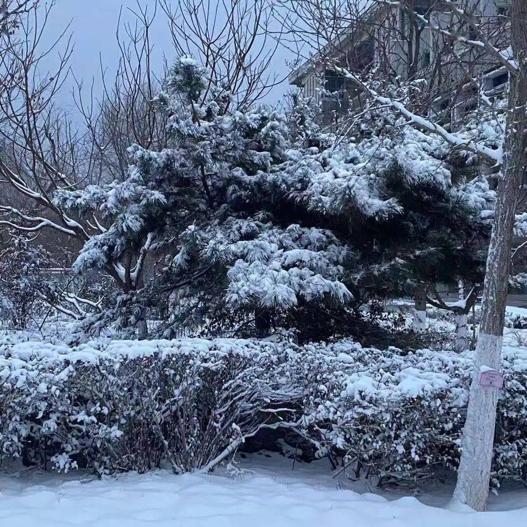 山青新雪 大雪已至,万事胜意
