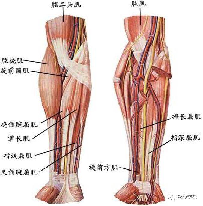 前臂动脉走向手臂动脉走向心血管系统韧带系统关节与韧带系统