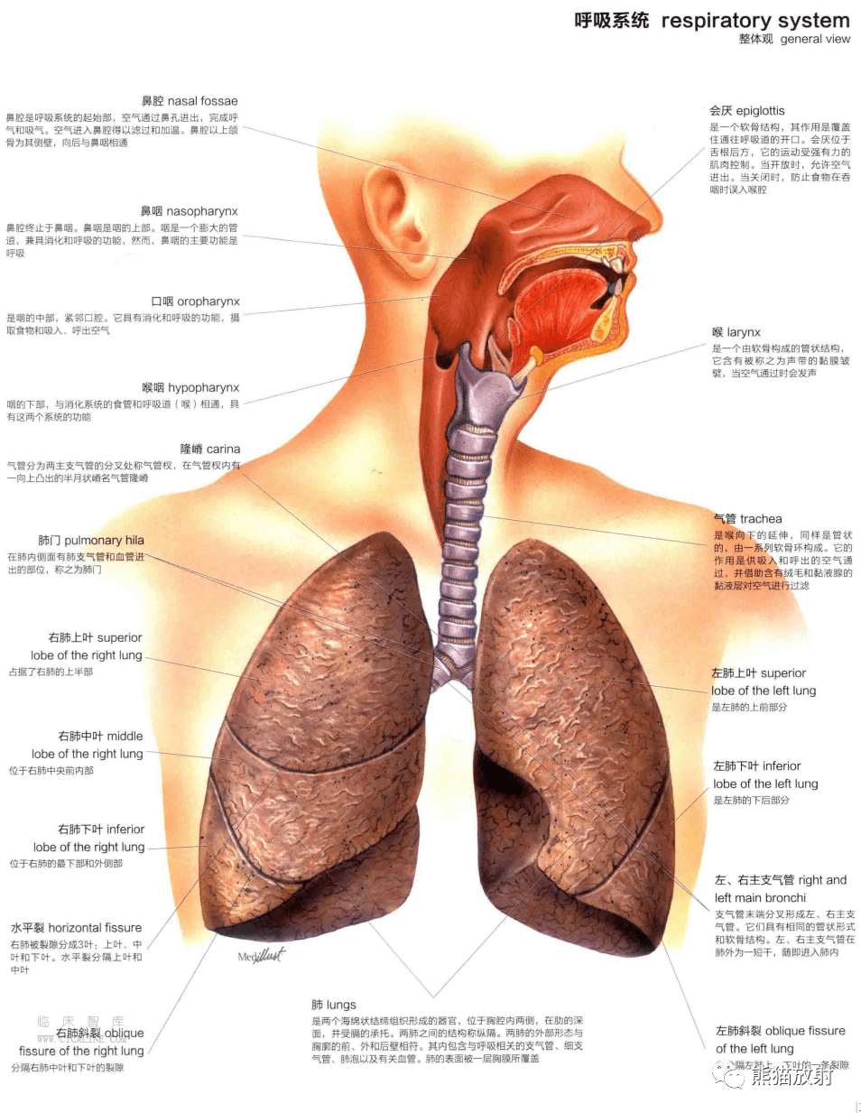 人体图谱丨呼吸系统(上呼吸道,肺,支气管树,肺泡)