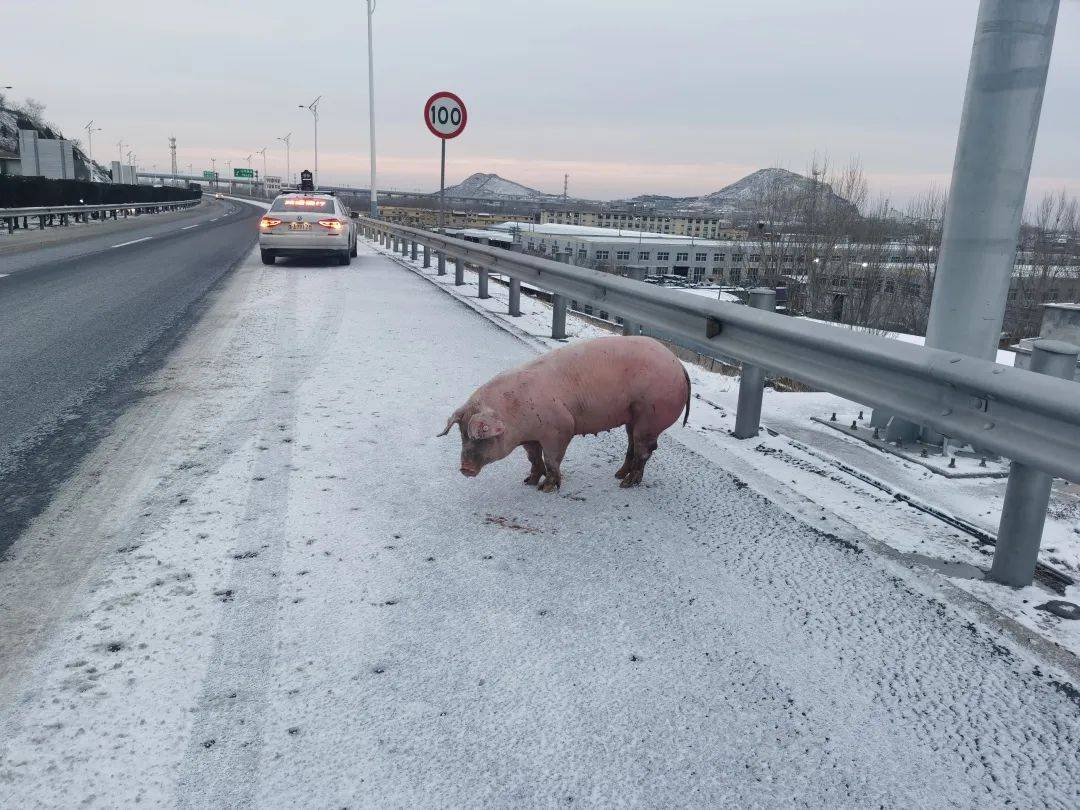 高速公路惊现一头猪?交警:已抓!