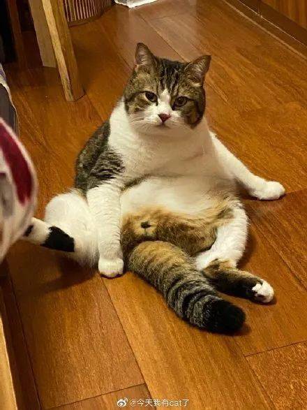 我家猫的名字叫狗蛋走的是土味风