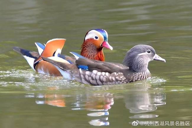 光明时评：野生鸳鸯被投喂撑死？别让好奇成伤害