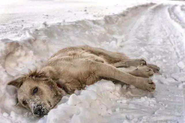 流浪狗妈妈零下20度被冻死在雪地用身体温暖怀中7只幼崽