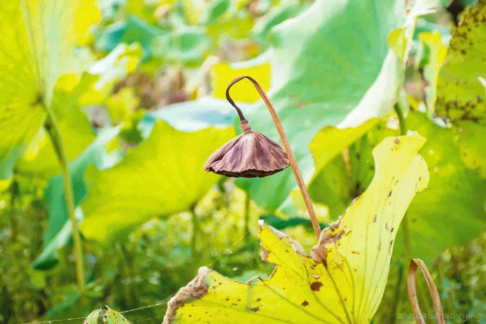 米妮,小黄人,维尼熊,哆啦a梦,皮卡丘,猪猪侠,小猪佩奇,小蜜蜂,熊大,熊