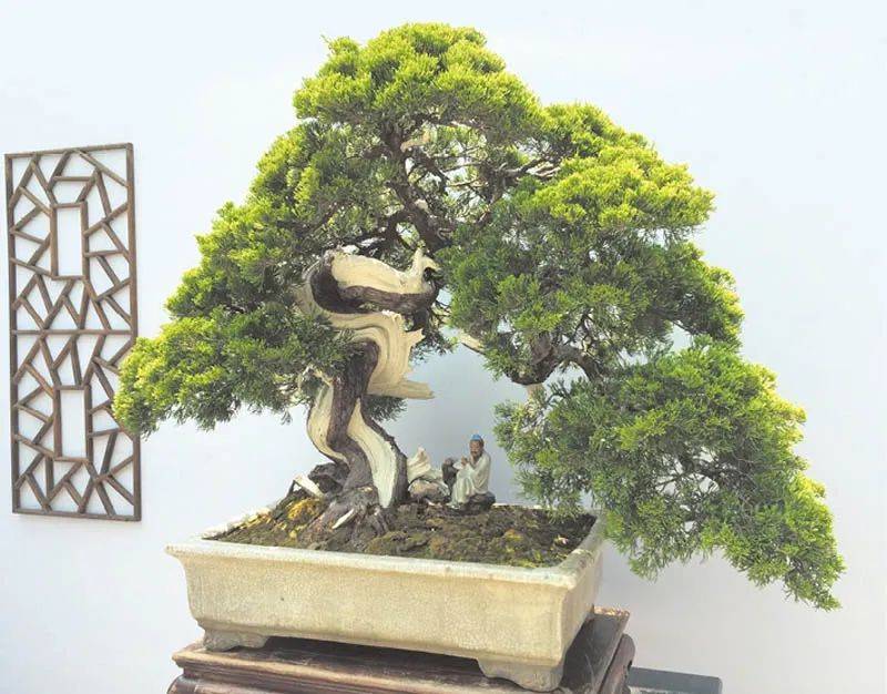 排名盆景_日本盆景品种排名(2)