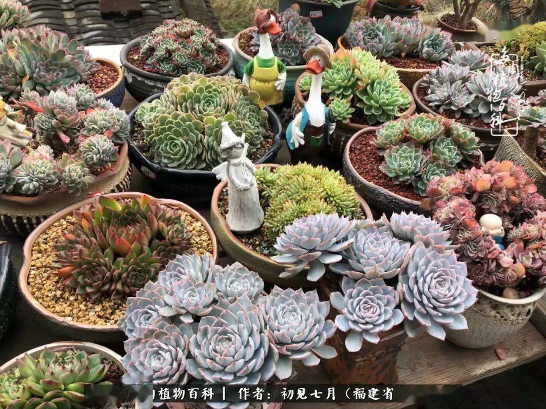 多肉小花园 7040cc494e4144b3af487cd0136ce17b.jpeg