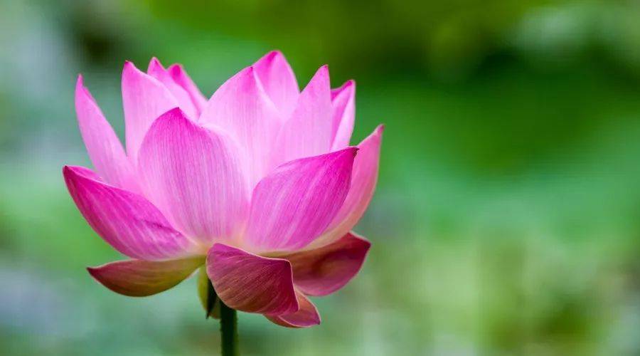 在人生里,起起伏伏,得得失失;在生活里磕磕碰碰,伤过,痛过;在感情里