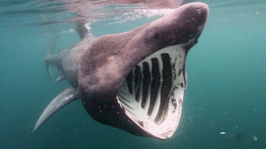 地球上嘴巴最大的5种动物真正的倾盆大口