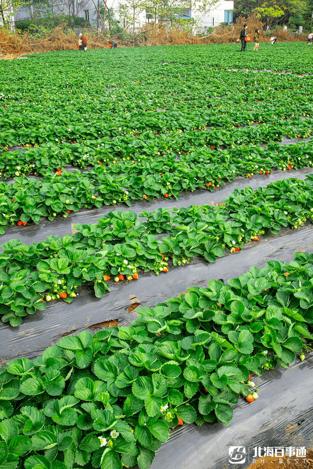 据说是 北海市区最大的草莓基地,有40亩的草莓田,里面种植了牛奶草莓.