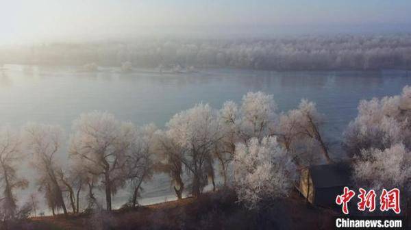 新疆百万亩原始胡杨林披银装 壮美雾凇景观吸引游客