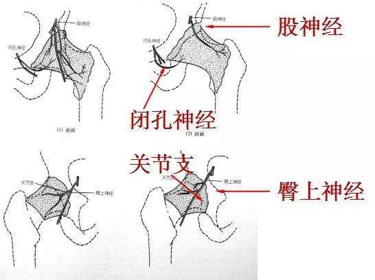 髋关节查体