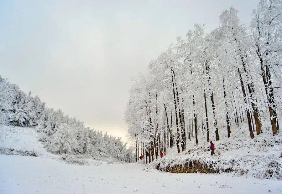 利川齐岳山 齐岳山,中国南方最大的山地草场,地处鄂渝交界处,毗邻沪