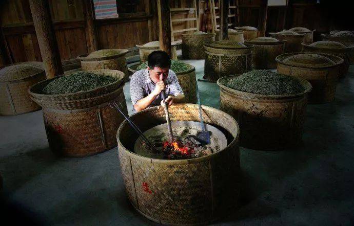 白茶为什么被称为"万病之药?