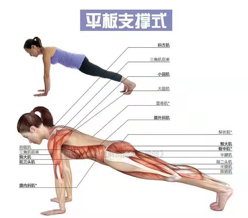 瑜伽里的支撑类体式让你的上半身更加有力