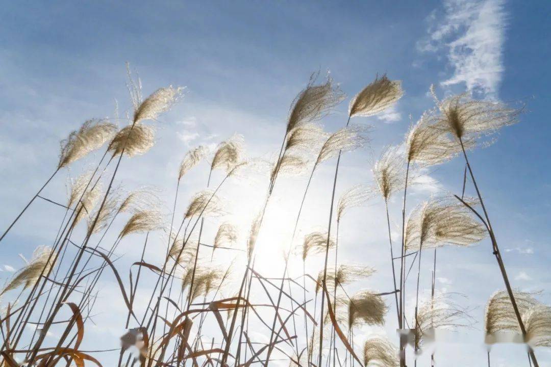 吴中环太湖大道旁的芦花白了 冬日午后,寒风掠过 太湖畔一片片芦苇