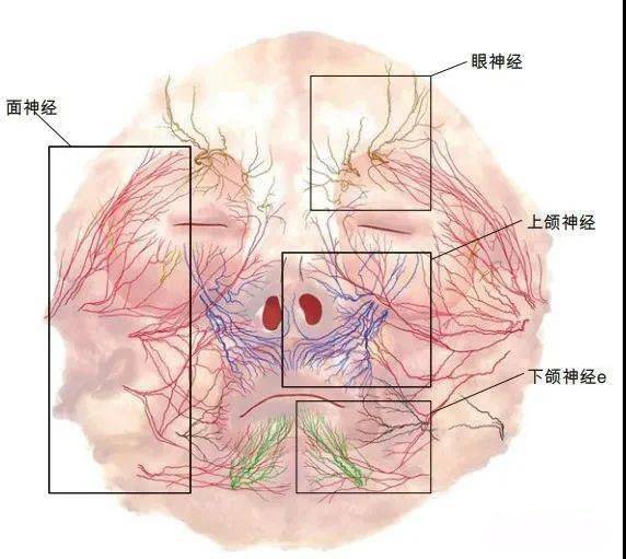 美容解剖学面部神经