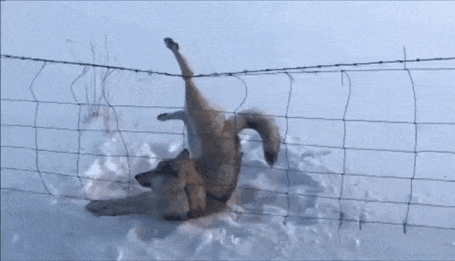 三江源头的飞禽走兽其实都是让人操心的铁憨憨和闯祸精