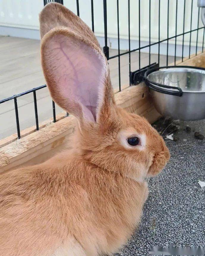 兔子的耳朵为什么这么大 7319508be4454fb089b8925ef232c890.jpeg