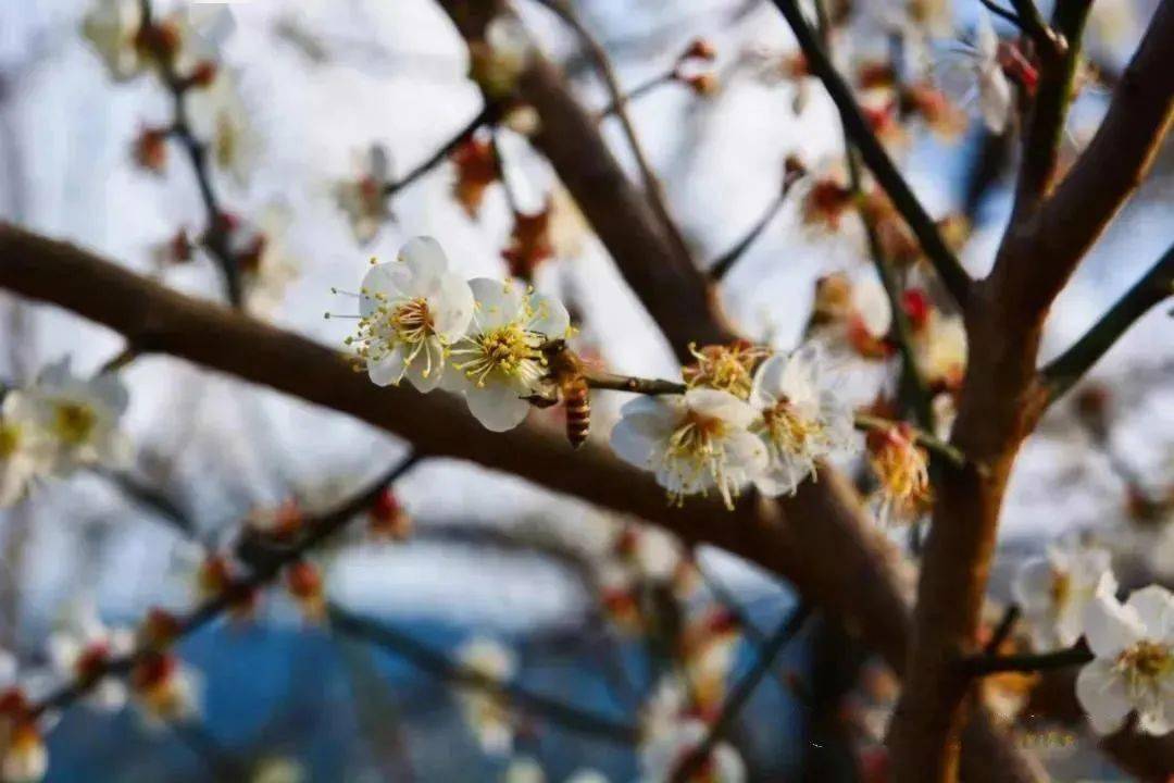 1月9/10梁化梅园,惠东千亩香雪盛开(1天活动)_梅花