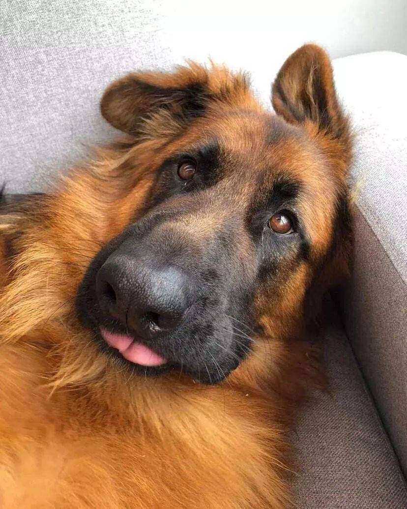 立耳狗狗 c66836342b554c4cb56c8fbb4f7a2612.jpeg