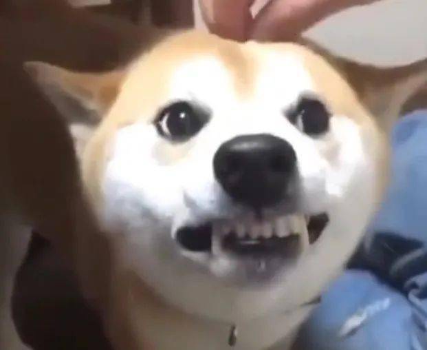 主人摸了下柴犬狗狗的脑袋,柴犬立马就发狂了,画风啊