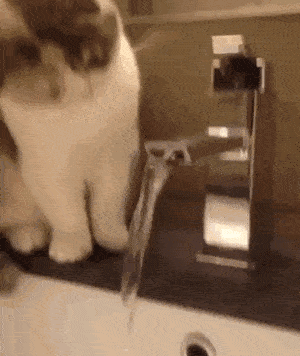 猫最傻的样子,你见过吗?
