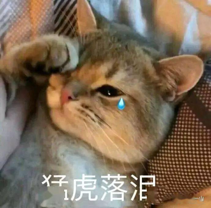 斗图日常喵咪可爱表情包