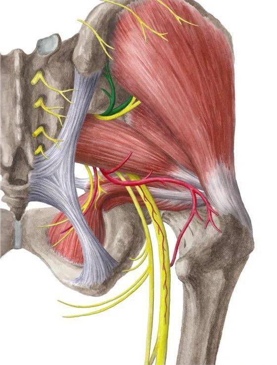 脊神经前支脊神经前支的根部都发出一条脊膜支,经椎间孔返回到椎管内
