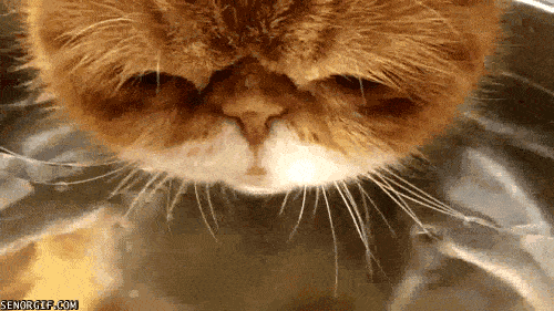 猫最傻的样子,你见过吗?