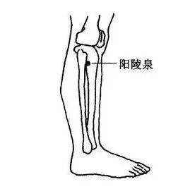 刺激此穴可以疏通下肢经络,改善小腿无力,疼痛等异常感觉.