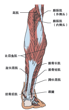 腘绳肌是股二头肌,半膜肌和半腱肌的总称.