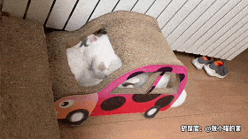 真搞不懂这些姑娘,腿难道不怕冻吗?