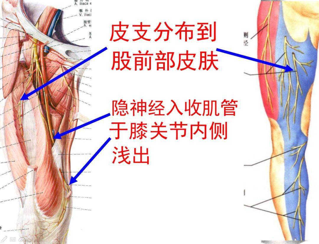 解剖走形:除坐骨神经干外,下肢股神经为最大的分支,起源于腰2,3,4神经