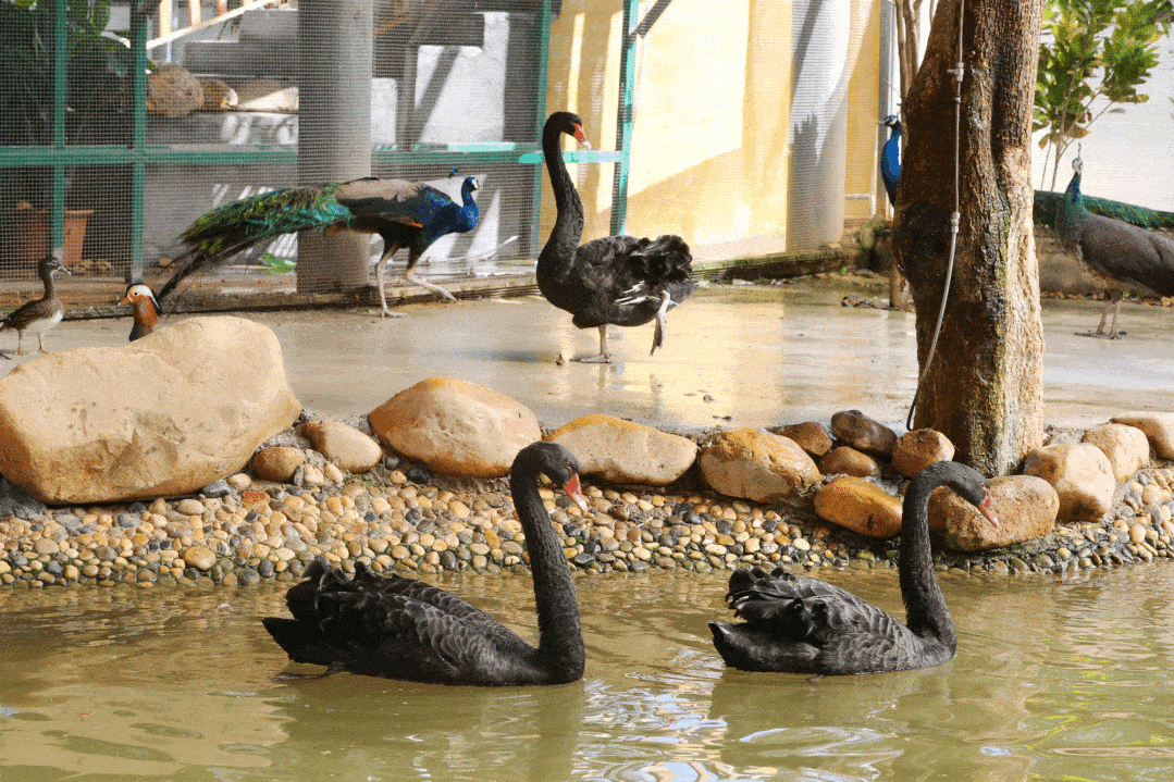 浅灰色的绒毛 圆圆的眼睛又黑又亮 呆萌的表情惹人怜爱 小黑天鹅现在