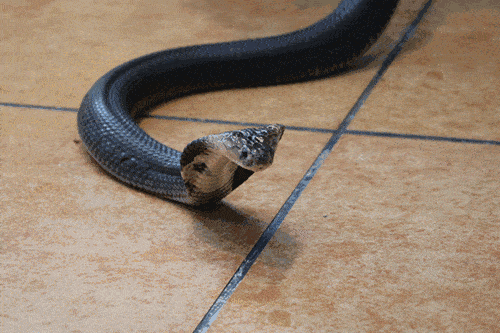ac85b5a57237491cb41b1346a5508317.gif