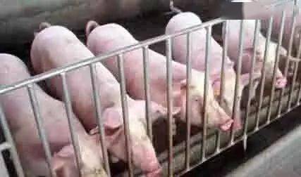 生猪价格上涨对养殖户的影响 d360fe0688fe45b399ee1c7a5e7d4777.jpeg