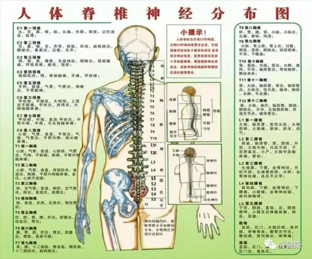 脊柱是人体健康之本,各种常见病症与相关的脊椎位置(干货收藏)