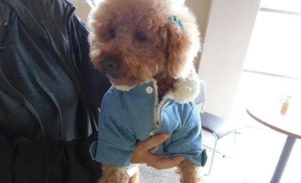 穿著漂亮衣服的貴賓來做美容，可脫下衣服後，美容師嚇一跳... 萌趣萌寵 第4张