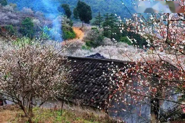 寻梅记——陆河第五届梅花节,竹林生态园超值一天游
