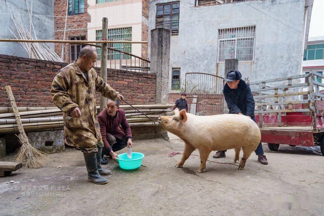 杀年猪了带你感受下东安农村杀年猪的现场