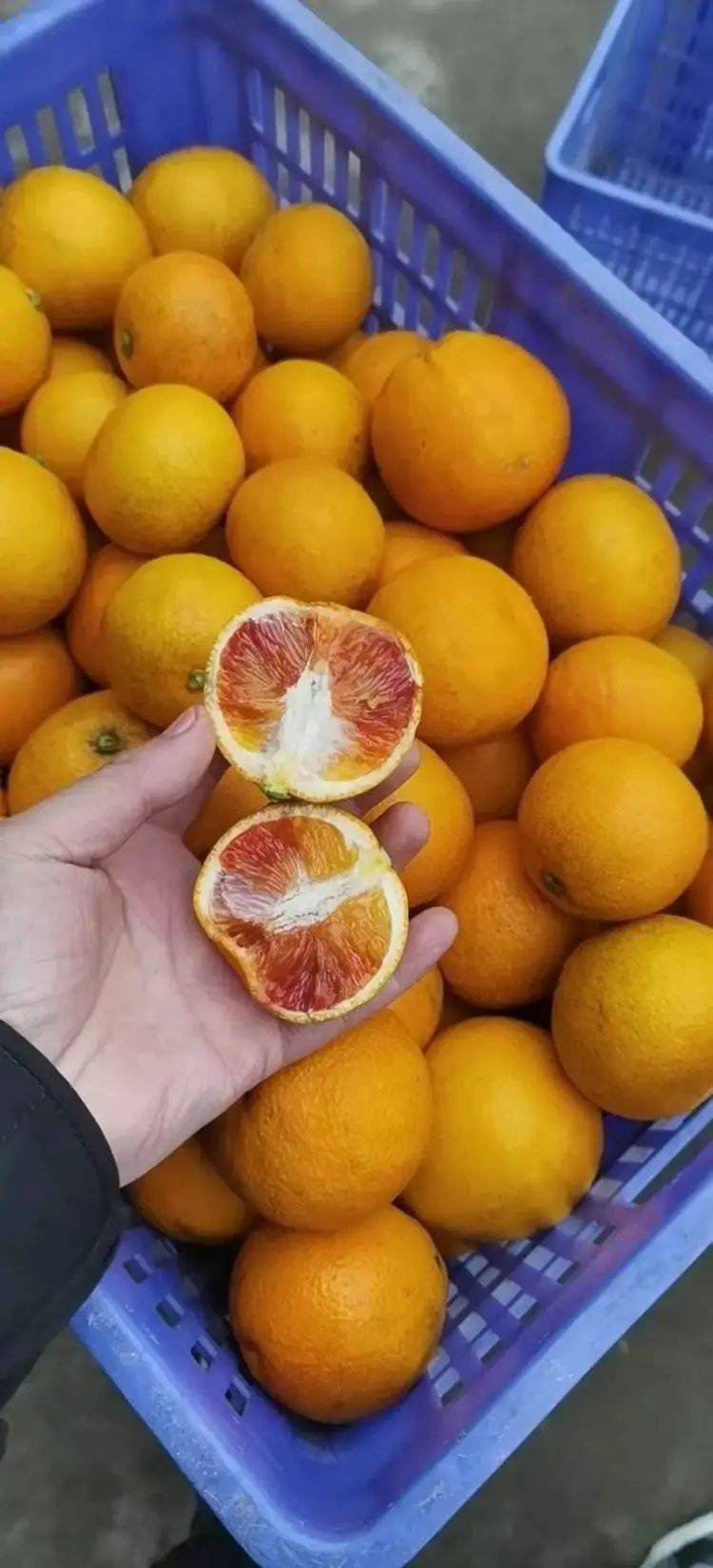 长寿塔罗科血橙实拍