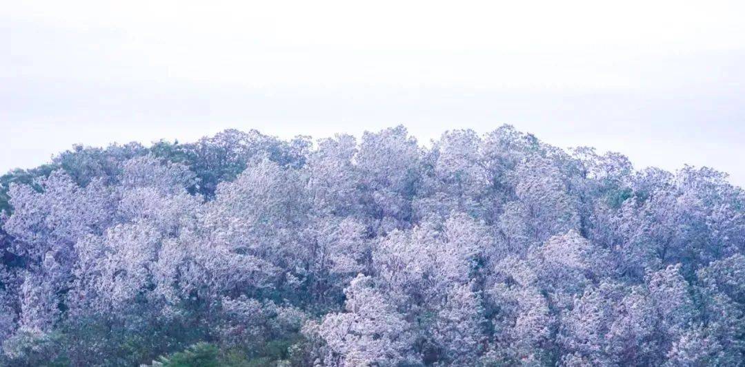 广东多地下雪了 持续低温 令广东真正步入冬天 多地还下起了雪  景色